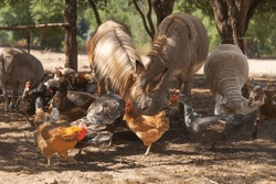 multiple animals to eat on farm.