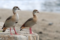 Pair of Egyptian geese on the banks of the Douro looking to the riverr. Focus on the goose in the background. Egyptian goose although exotic in Portugal has been seen from time to time, here and there