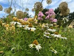 Floral border with perennials and annuals plants. Echinacea purpurea ‘White Swan’ in the foreground