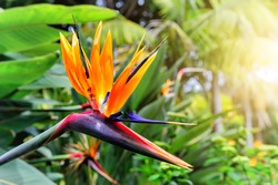 Strelitzia Reginae flower closeup (bird of paradise flower). Madeira island 