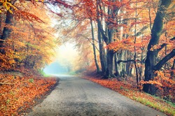 Autumn landscape with country road in orange tone. Nature background