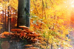 Autumn landscape with forest mushrooms. Nature background