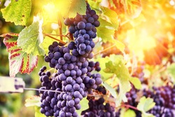 Autumn vineyards and organic grape on vine branches. Wine making concept