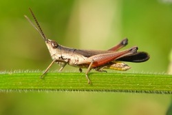 Brown grasshopper on a branch, macro photo of this cute orthoptera insect in the grass, somewhere in the tropical forest of Indonesia.