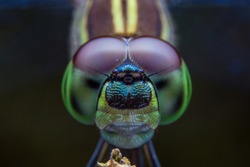 Dragonflies, insects, animals, focus on the eye , macro Dragonfly