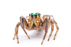 Jumping Spider on white background