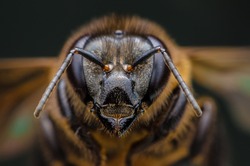 Super macro head and bee eyes
