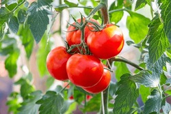 close up of red ripe tomato cluster in greenhouse
