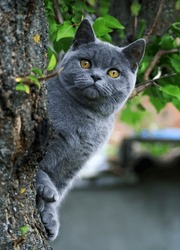 British Shorthair kitten on a tree in summer