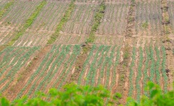 Rubber plantation farming area in the south of Thailand, Latex rubber, Para rubber tree garden