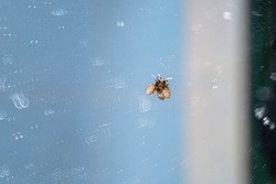 A small toilet fly perches on a dirty glass mirror covered in abstract stains from dried water. Abstract background.
