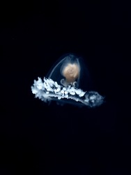Turritopsis dohrnii, also known as the immortal jellyfish, is a species of small, biologically immortal jellyfish found worldwide in temperate to tropic waters.