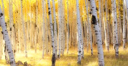 Aspen Trees and fall colors in the Autumn in the mountains of Flagstaff, Arizona