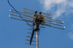 Bird nest on TV Antennas, animal nest