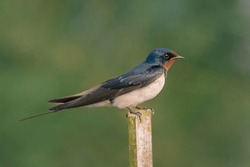 The barn swallow (Hirundo rustica) animal closeup 