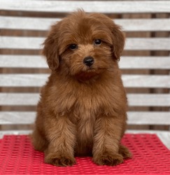 Red toypoodle male cute puppies