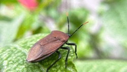 The stinkbugs of the infraorder Pentatomomorpha are a group of important plant sap-feeding insects, which host diverse microorganisms.