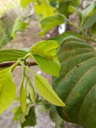 a caterpillar on grean leaf