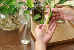 Woman showing the healthy root of water propagation house plant, urban Jungle, repotting or potting houseplants