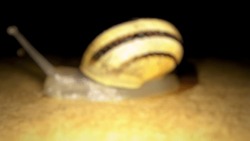 Defocused abstract background of conch