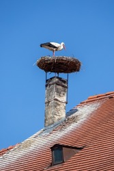 Beautiful white stork resting on the nest