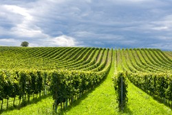Beautiful rows of grapes in summertime