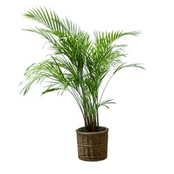 Areca Palm, Chrysalidocarpus lutescens, in a wicker basket, isolated in front of a white wall on a wooden floor. A green houseplant, parlour bella palm, in a white plant pot against a white background