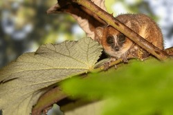 mouse lemur .Cute reddish-gray , Microcebus griseorufus, feeding on banana. madame berthe's mouse lemur. Grey Mouse Lemur (microcebus murinus). Endemic to Madagascar. 