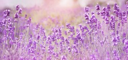 Selective focus on purple lavender flowers on blur background. Lavender field under the sunset in summer at Kawaguchiko Herb Festival, Yagizaki Park, Japan. Pastel colors background. Soft dreamy feel.