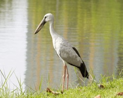 A large Asian Openbill bird, gray feathers, black wings, pink legs looking for prey by a pond in the morning with water in background in a park in Bangkok, Thailand.