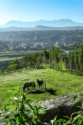 Horses grazing in beautiful landscape of Arequipa, horses in Arequipa.