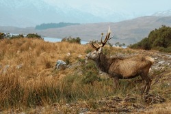 Scottish Red Deer Stag in rainy highlands landscape