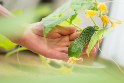 Hands holding small growing cucumber in urban home garden. Urban home gardening concept