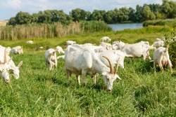 Herd of farm milk goats  on a pasture 