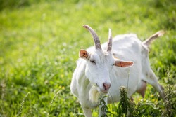 Milk goat pasturing on a rural pasture on a farm 