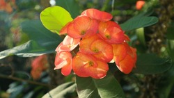 Crown of thorns, (Euphorbia milii), also called Christ thorn, thorny plant of the spurge family (Euphorbiaceae), native to Madagascar. Crown of thorns is popular as a houseplant and is grown in warm c