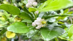 White Citrus aurantiifolia Flowers in Bloom