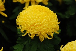  a yellow chrysanthemum in botanical garden in Achimgoyo botanical garden in Cheongpyeong, South Korea