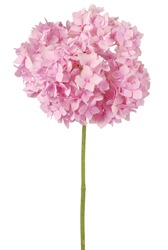 Pink flower hydrangea  on white background. Clipping path inside