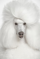 Portrait of white royal poodle on white isolated