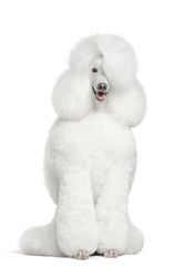 Portrait of white royal poodle on white isolated