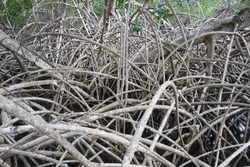 Aerial mangrove roots in Maranhão Brazil
