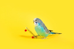 sky blue  wavy parrot with plastic toy skateboard  on color background 