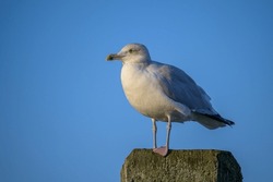 European Herring Gull or Larus argentatus perched on a wooden post against blue, clear sky in beautiful sunlight and clear view of one of the webbed feet 