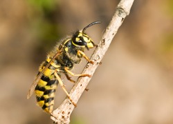 Large Wasp on thin branch in Spring