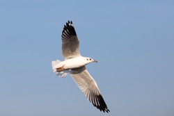 seagull flock
