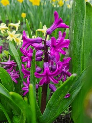 Blooming Violet Hyacinth: A Captivating Display of Nature's Beauty