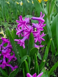 Blooming Violet Hyacinth: A Captivating Display of Nature's Beauty