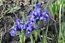 Stunning Blue Irises in a Serene Garden Setting