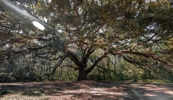 Old giant oak tree in Tallahassee Florida with sun shining through it. Lichgate Oak. 